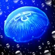 JellyfishGO - Appreciation JellyfishGO - Appreciation