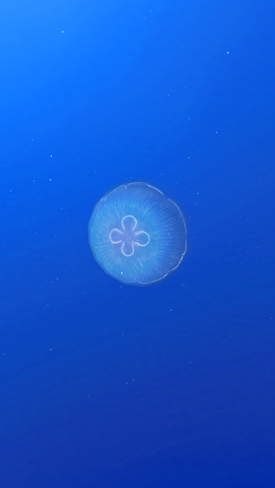 JellyfishGO - Appreciation Screenshots