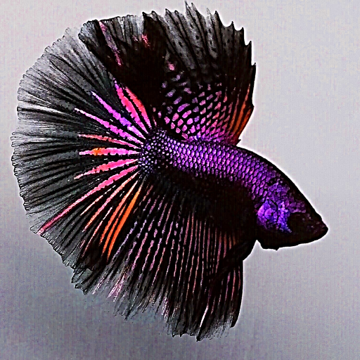 99 Betta Fish Wallpaper