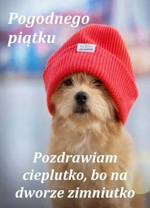Miłego dnia Codzienne życzenia Screenshots