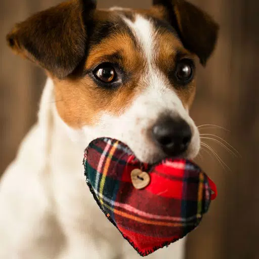 Dog Training Tips - Tips and Tricks For Training Your Dog Dog Training Tips - Tips and Tricks For Training Your Dog