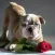 How To Train Dog - Canine Advice, Tips and Tutorials