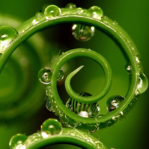 Wallpaper Collection Macro Edition Wallpaper Collection Macro Edition