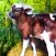 Cow Gestation Calculator