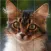 Easy cat puzzle