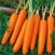 How To Grow Carrots