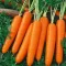 How To Grow Carrots