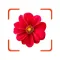 Plant Identifier - FindPlant