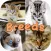 Cute Cat Breed Quiz Games