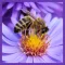 Insect sounds(fly,bee,cricket)