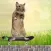 Degu Dash