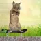 Degu Dash