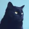 Kitty Do You Love Me?