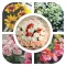 Grid Collage - Photo Art Collage - Photo Beauty - Picture Grid Collage