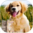Kittens and Puppies Sliding Puzzle Kittens and Puppies Sliding Puzzle