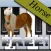 Horse Piano Free