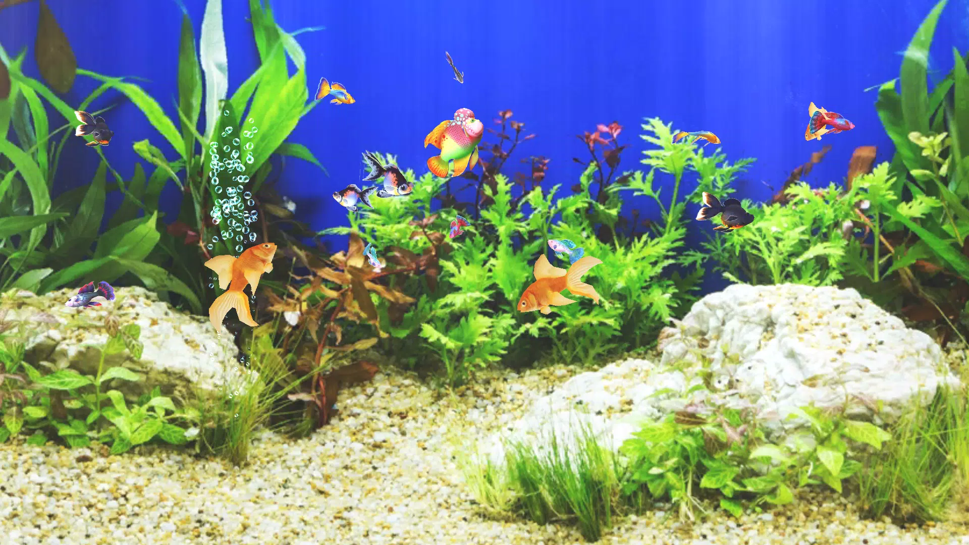 Aquarium Sim Screenshots