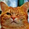 Best Cat Stickers Pack