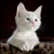 Cat Photo Stickers