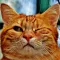 Cat Sticker App