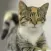 Cutest Cat Stickers