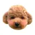 泰迪Poodle