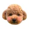 泰迪Poodle
