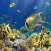 Aquarium Exotic