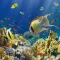 Aquarium Exotic