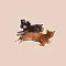 BFF Cats and Dogs