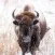 Neal Smith NWR App