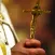 Catholic Advent Songs and Hymns