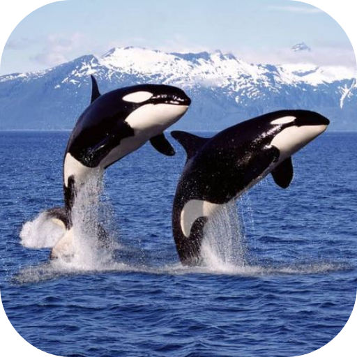 Orca Wallpaper
