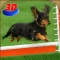 Dog Show Simulator 3D: Train puppies & perform amazing stunts