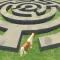 Horse Maze Run Challenge