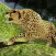 Wild Cheetah Attack:Chase Game