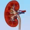 Silodal - Atlas of Nephrology
