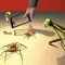 Pantomime Bug Farm