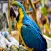 RHONDA'S AVIARY
