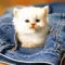 Baby Pet Wallpapers - Collections Of Baby Animals Pictures