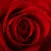 airRose