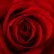 airRose