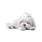 Sleeping Maltese Stickers