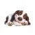 Sleeping Springer Spaniel