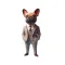 Smart French Bulldog Stickers