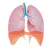 Anatomy Quiz MCQs