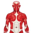 Visual Anatomy Quiz