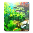 Perfecto Aquarium Real Fish HD