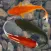 Beautiful Fish Screensaver