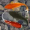 Beautiful Fish Screensaver